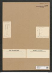 Diatomeae indet. Zeichnungen Sammlung Grunow Nr. 5948 (NHMW-BOT-W0374419)